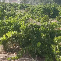 باغ وزمین مسکونی