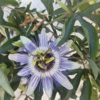تدریس دروس ابتدایی و کمک به انجام تکالیف