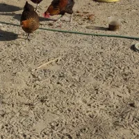 فروش دو عدد خروس محلی .کاکی|حیوانات مزرعه|کاکی, |دیوار