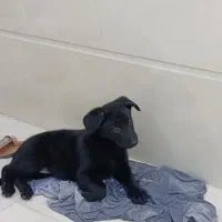 سگ ژرمن بلک