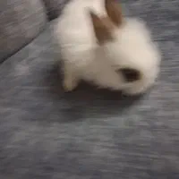 خرگوش|موش و خرگوش|تهران, راه آهن|دیوار