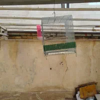 سهره جوجه بهاره|پرنده|مهاجران, |دیوار