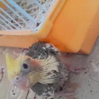 عروس هلندی ابلغ ۳۰روزه|پرنده|بجنورد, |دیوار