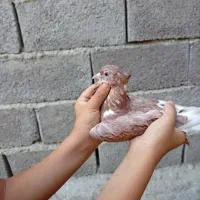 یک عدد کبوتر پا پر و یک پلاکی نر