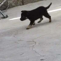 توله ژرمن ورک