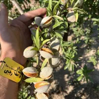 تولید نهال بادام رقم سنگی منقا|خدمات باغبانی و درختکاری|طبس, |دیوار