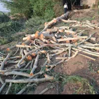 خریدار چوب|خدمات باغبانی و درختکاری|شوشتر, |دیوار