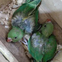 ۲عددجوجه طوطی ملنگو