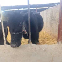 گاووگوساله|حیوانات مزرعه|ملکشاهی, |دیوار