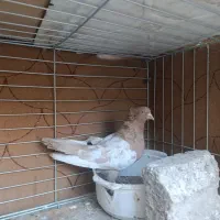 نر سینه زرد|پرنده|مبارکه, |دیوار