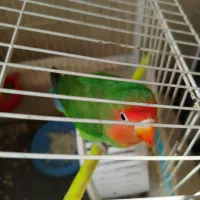 پرنده کوتوله نر بالغ بالهای سبز و سر و نوک قرمز|پرنده|مشهد, کشف|دیوار