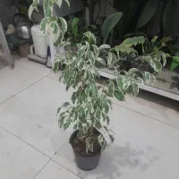 گل آپارتمانی با قیمت مناسب|گل و گیاه طبیعی|بیرجند, |دیوار