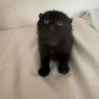 گربه اسکاتیش دابل فولد|گربه|مشهد, گوهرشاد|دیوار