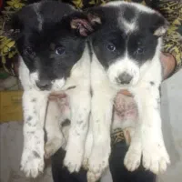 توله سگ قدرجونی کرج ولداباد|سگ|محمدشهر, ولدآباد|دیوار