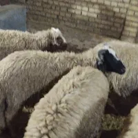 بره‌و‌گوسفند‌|حیوانات مزرعه|اهواز, کارون|دیوار