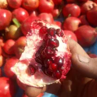 نهال انار رباب|خدمات باغبانی و درختکاری|ری, بی‌بی شهر بانو|دیوار