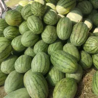 خوراک دام