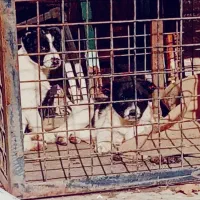 سگ قدرجونی توله