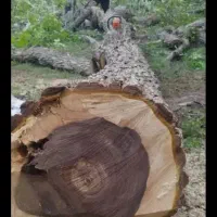 چوب|خدمات باغبانی و درختکاری|الشتر, |دیوار