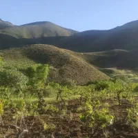زمین-کشاورزی-فروشی