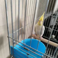 عروس هلندی لوتینو|پرنده|اصفهان, اصفهانک|دیوار