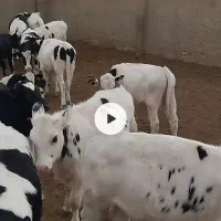 گوساله قطع شیر