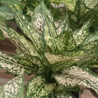 انواع گل‌های آپارتمانی