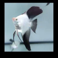 ماهی زینتی|ماهی|سبزوار, پیام|دیوار