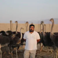 شتر مرغ|حیوانات مزرعه|شیراز, دارالرحمه|دیوار