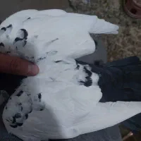 سینه سیاه ماده|پرنده|اصفهان, کوی امیریه|دیوار