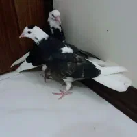 یه جفت  کبوتر شازده سیاه پرشیی قاب