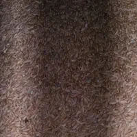 گندم دیمی آذر2