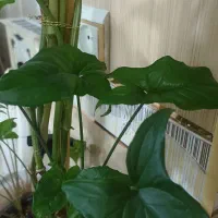 گل گوش خرگوشی