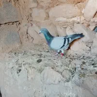 کبوتر پلاکی عربستان