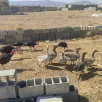 غاز وبوقلمون