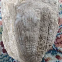 سنگ‌فسیل|کلکسیون اشیاء عتیقه|محمدبار, |دیوار