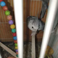 ایزابلانر مولد