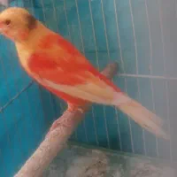 جوجه‌نر ۷ماهه