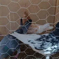 دوعدد کفتر هم جفتی هم پرشی