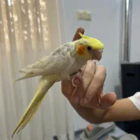 عروس هلندی لوتینو و آهویی