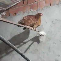 مرغ محلی تخم گذار|حیوانات مزرعه|مرادلو, |دیوار