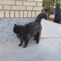 پرشین کت پیدا شده