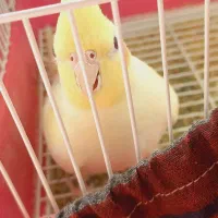 عروس هلندی لوتینو