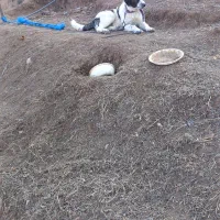 توله سگ ماده نگهبان