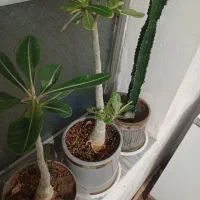 انواع گلهای آدنیوم خاص|گل و گیاه طبیعی|چالدران, |دیوار