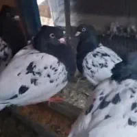 کبوتر کفتر کله سیاه کاکلی پرشی