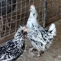 تعداد 15 عدد تخم مرغ گلین تازه|خوردنی و آشامیدنی|برازجان, |دیوار