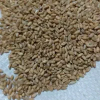 گندم حدودا 200کیلو
