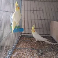 مرغ عشق انگلیسی+عروس هلندی(ازسرلاکی تاجفت باجوجه)