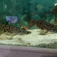 ماهی گوشت خوار|ماهی|نیشابور, شهرک جانبازان|دیوار